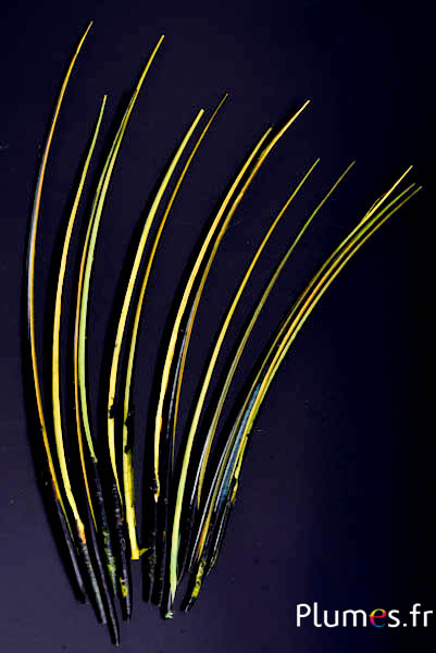 Gans schacht - 25-30 cm - zwart-limoen-geel